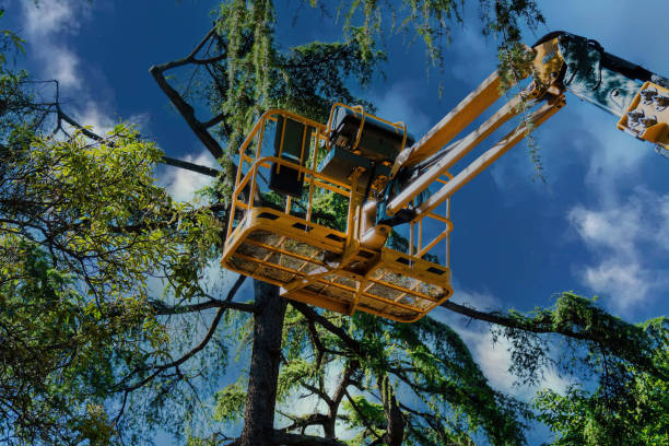 Best Local Tree Services  in USA